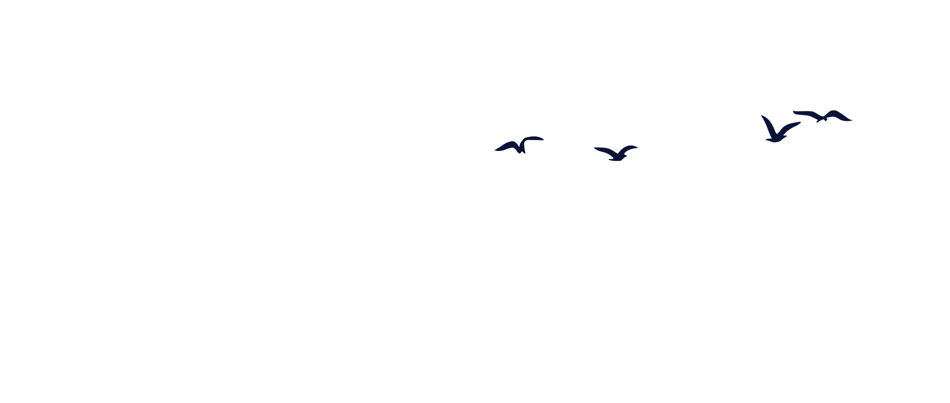 bird animation